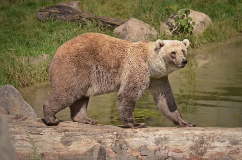 grolar bear