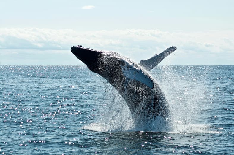 whale jumping out of water