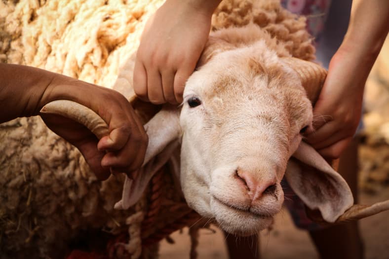 sheep with hands on horns