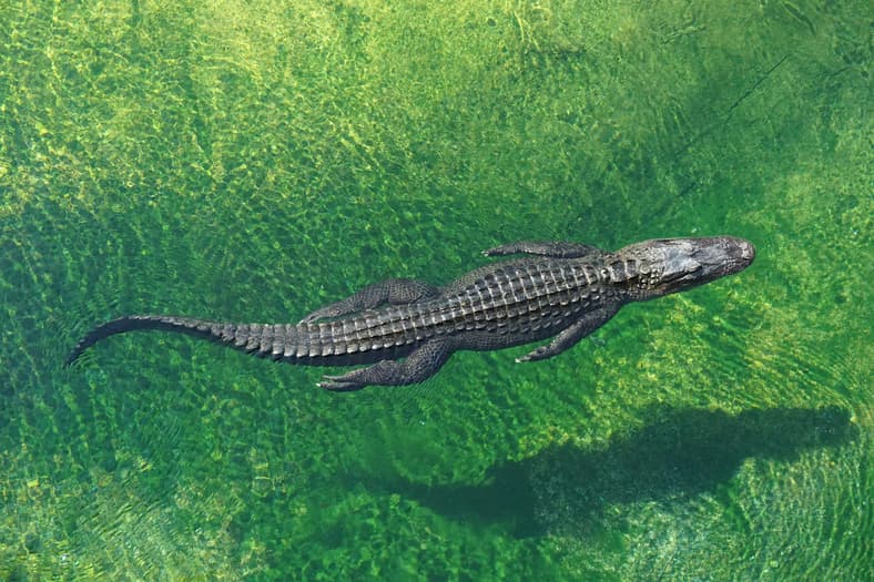 crocodile in water