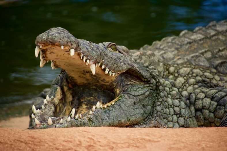 crocodile with mouth open