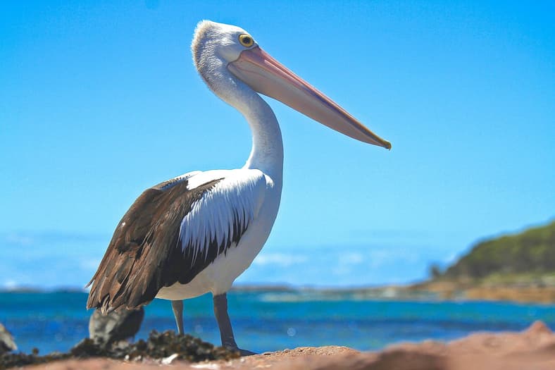 pelican near the water