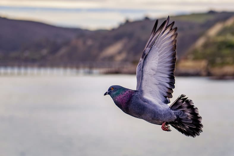 pigeon flying