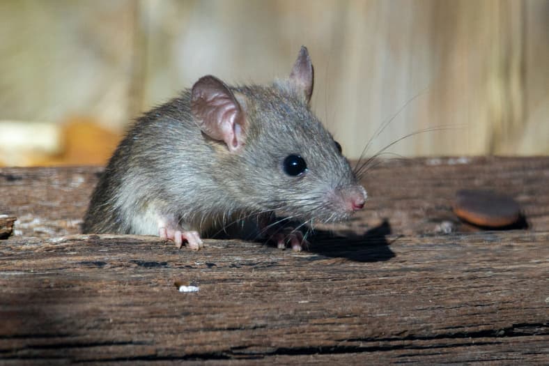 rat peeking out of wood