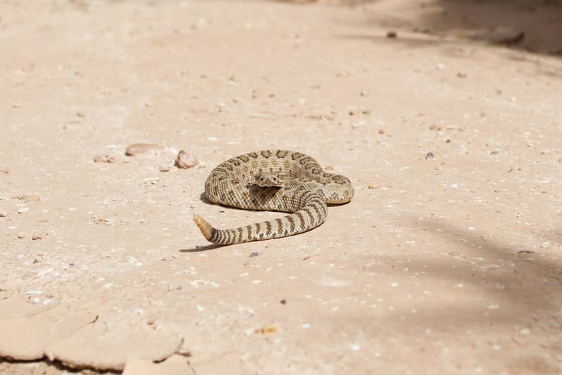 rattlesnake on the ground