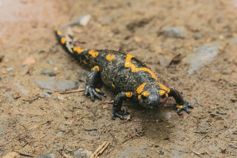 salamander on the ground