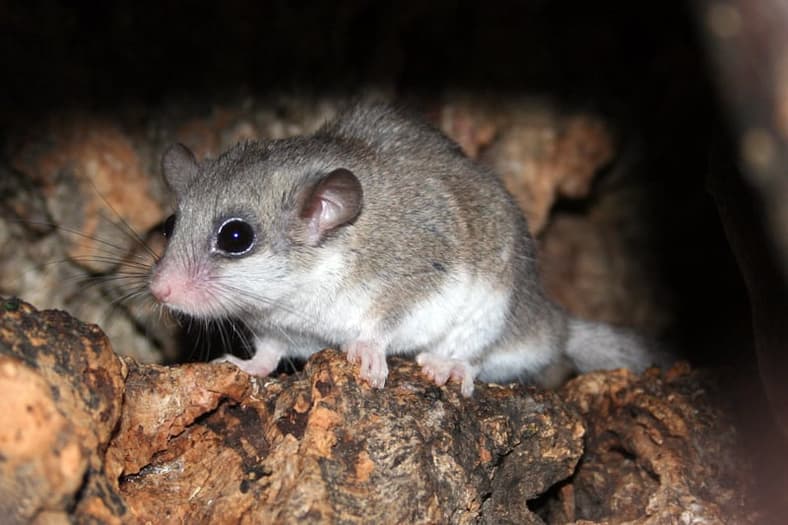 dormouse