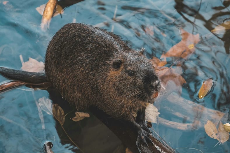 beaver