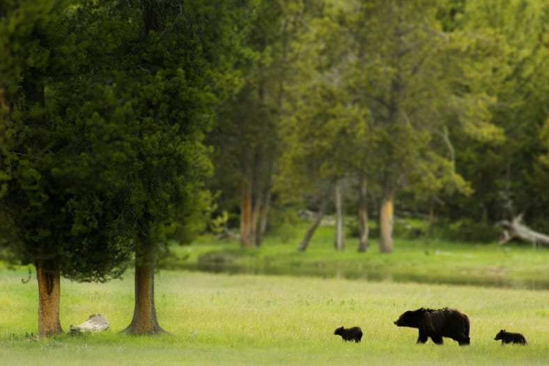 black bear with cubs