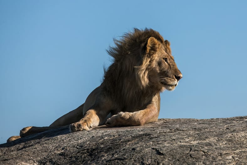 lion mane blowing in breeze