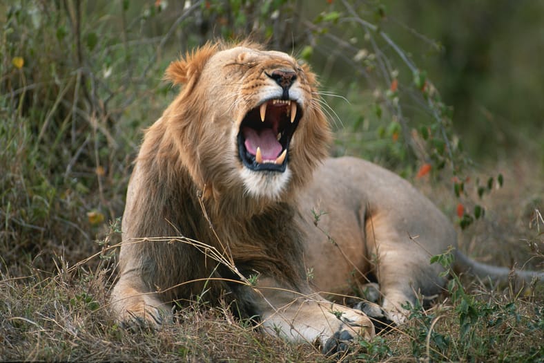 lion roar