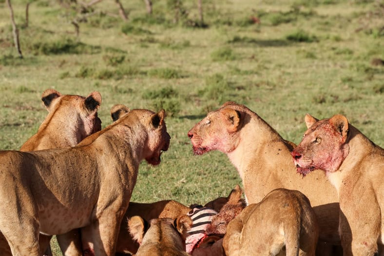 lions eating