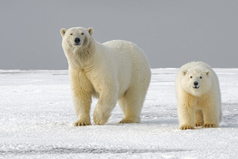 polar bears