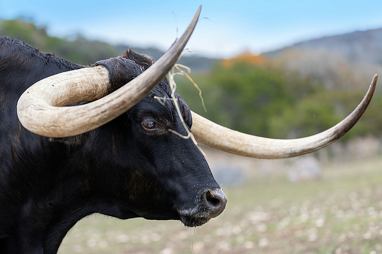 black bull with horns