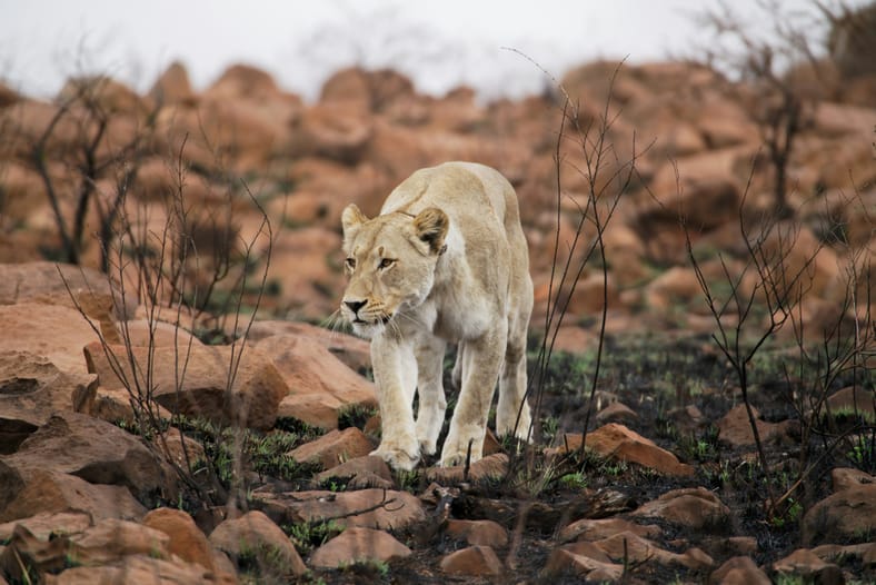 lioness hunting