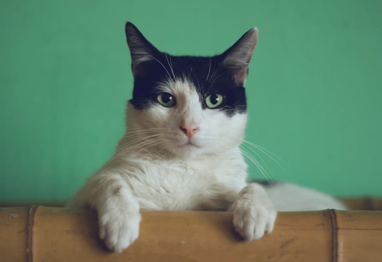 cat with green background