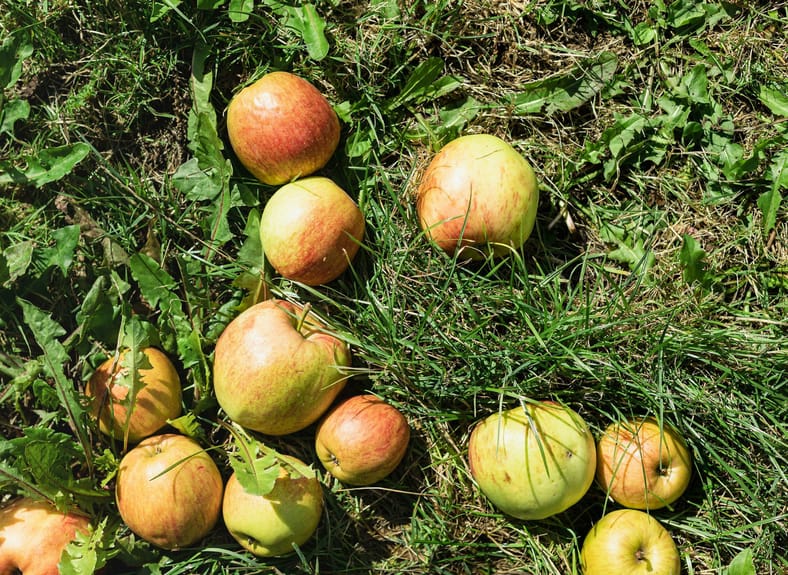 apples on ground
