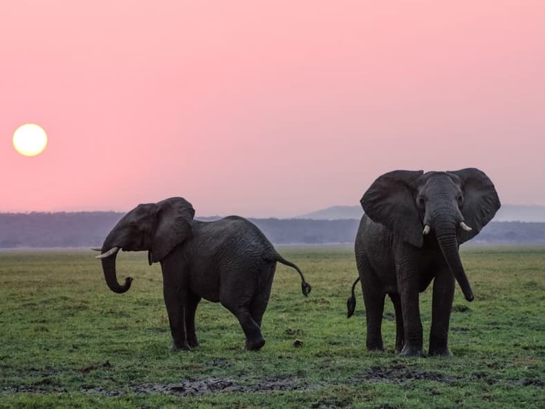 Elephants Aware Unsplash
