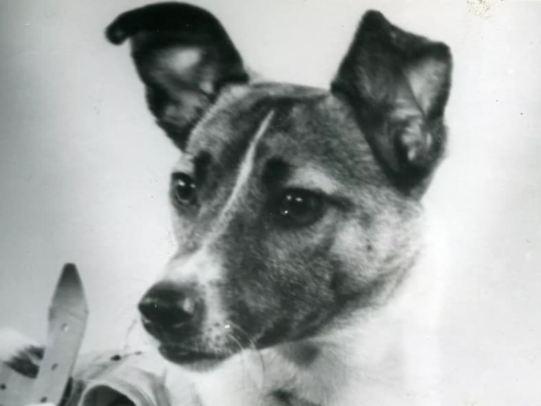 animals that changed history