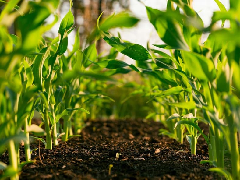 Farming Agriculture Daylight Saving Unsplash