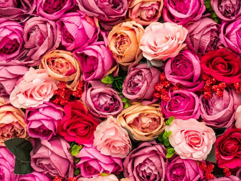 Rose Color Meaning Unsplash