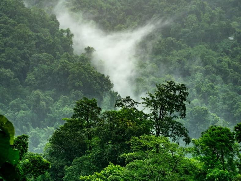 Rainforest Unsplash