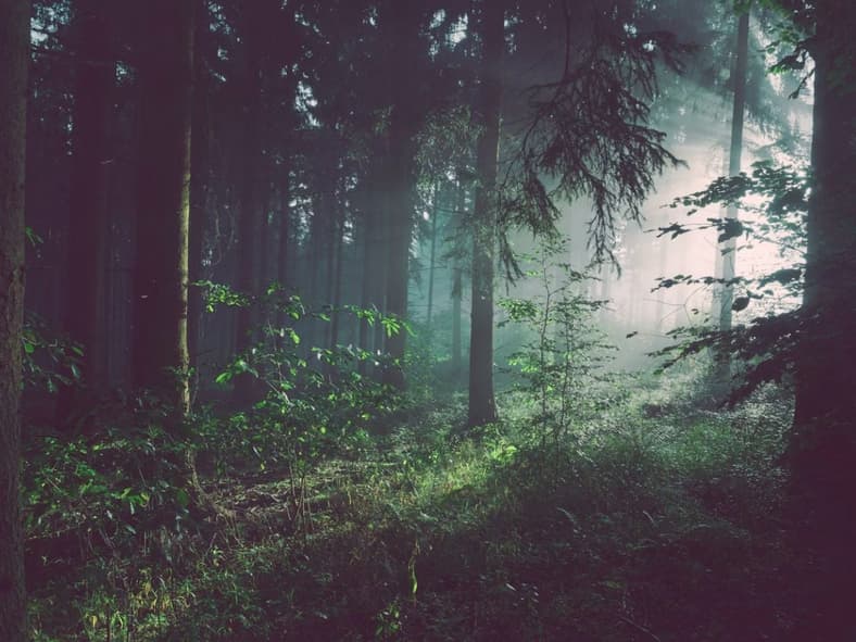 Bigfoot Forests Unsplash