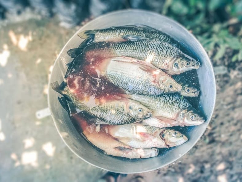 food preservation methods from history