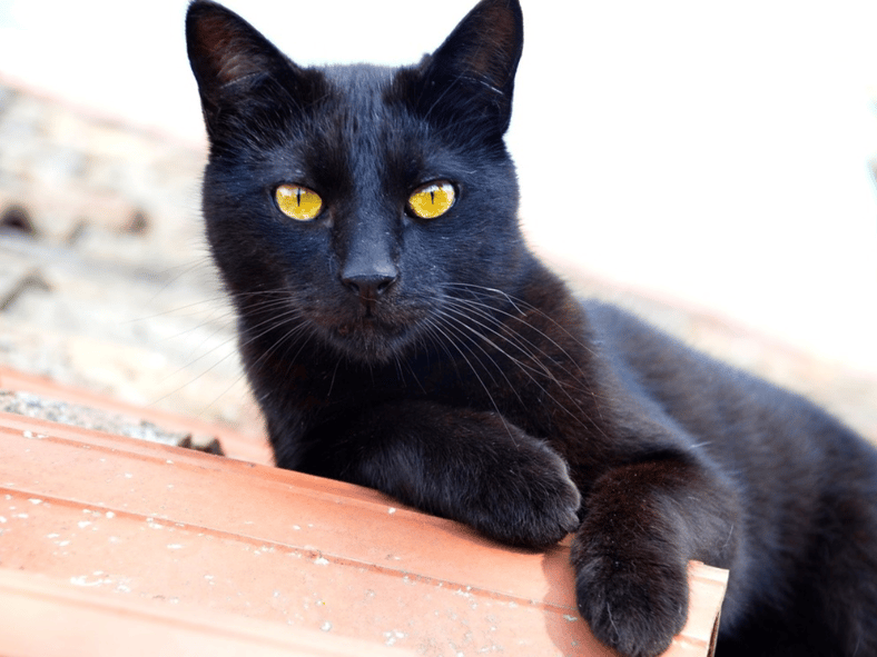 origins of everyday superstitions