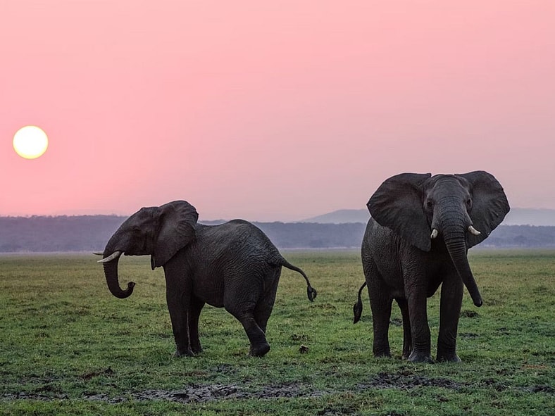 Elephants Aware Unsplash