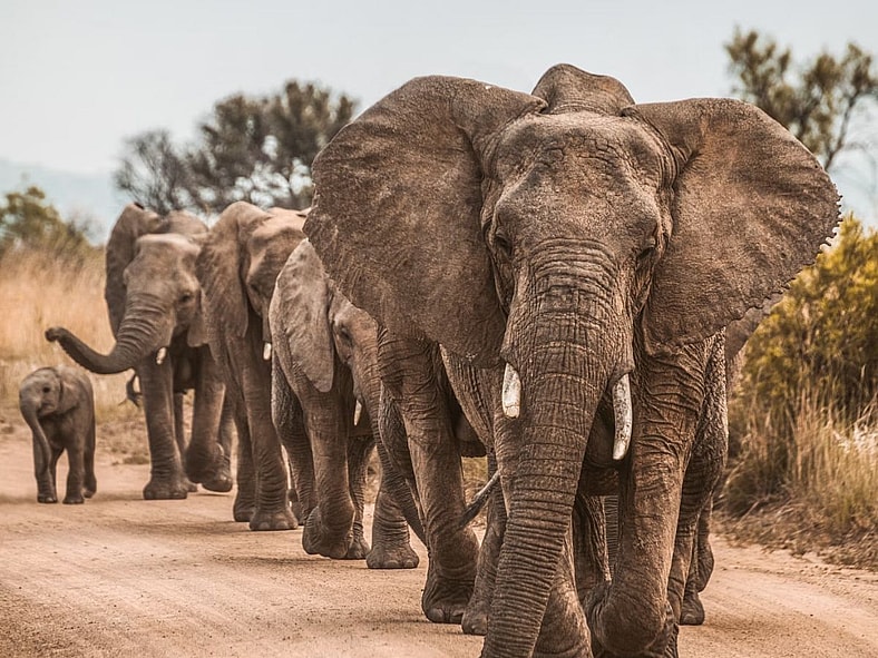 Elephants Ecosystem Unsplash