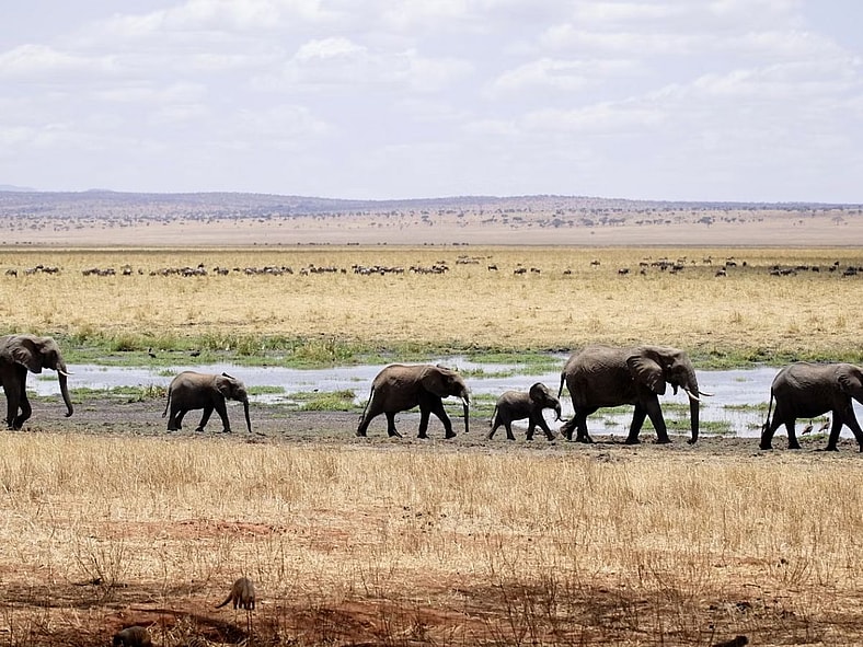 Elephants Water Unsplash