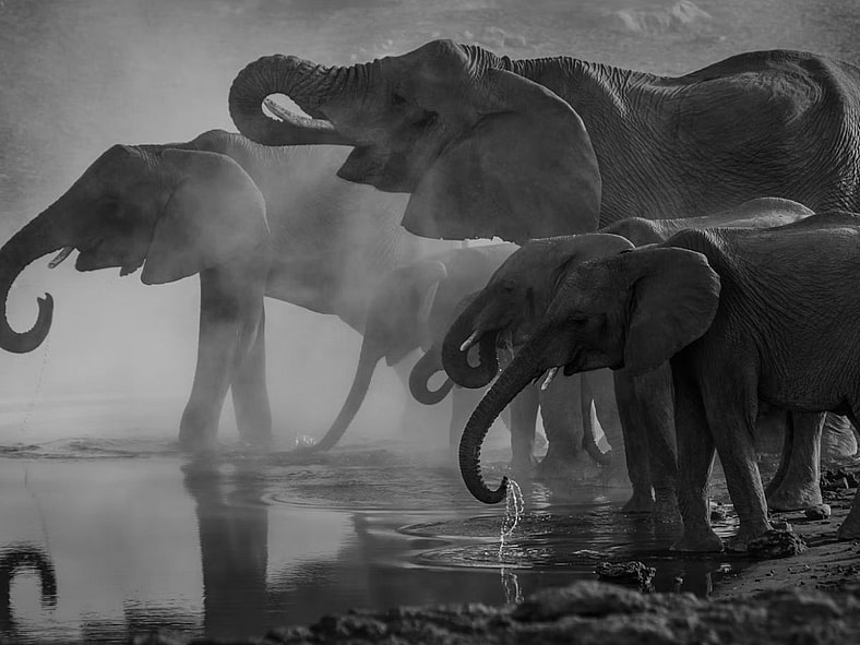Elephants communicate Unsplash