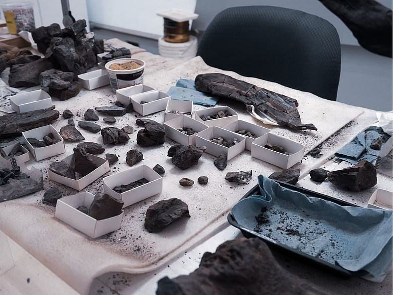 Human Fossil Unsplash
