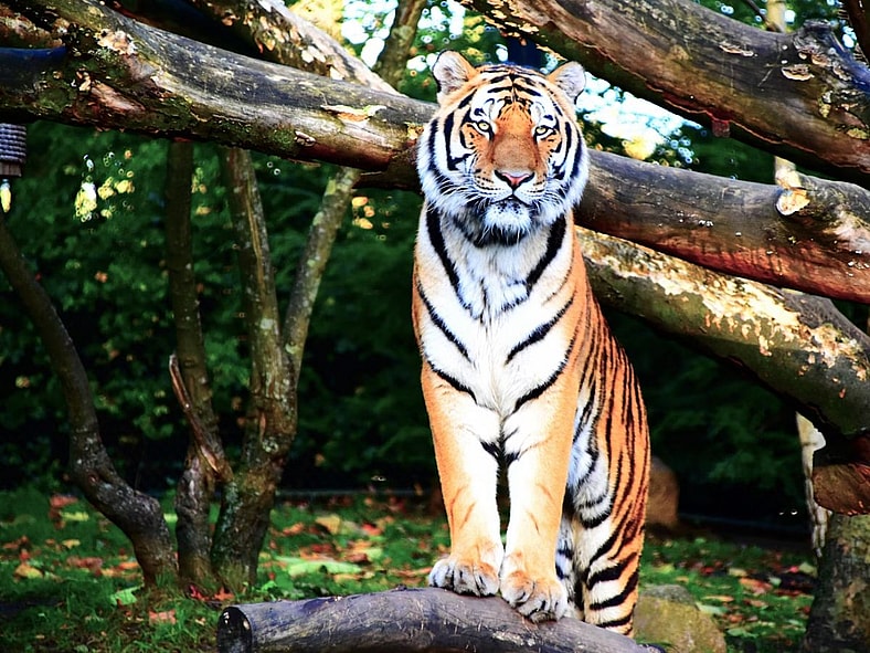 Bengal Tiger Unsplash