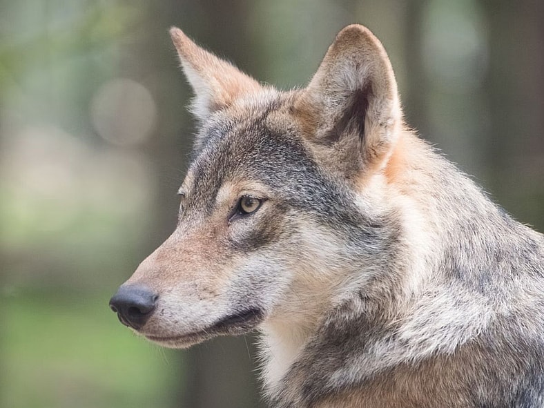 Wolf Hybrid Unsplash