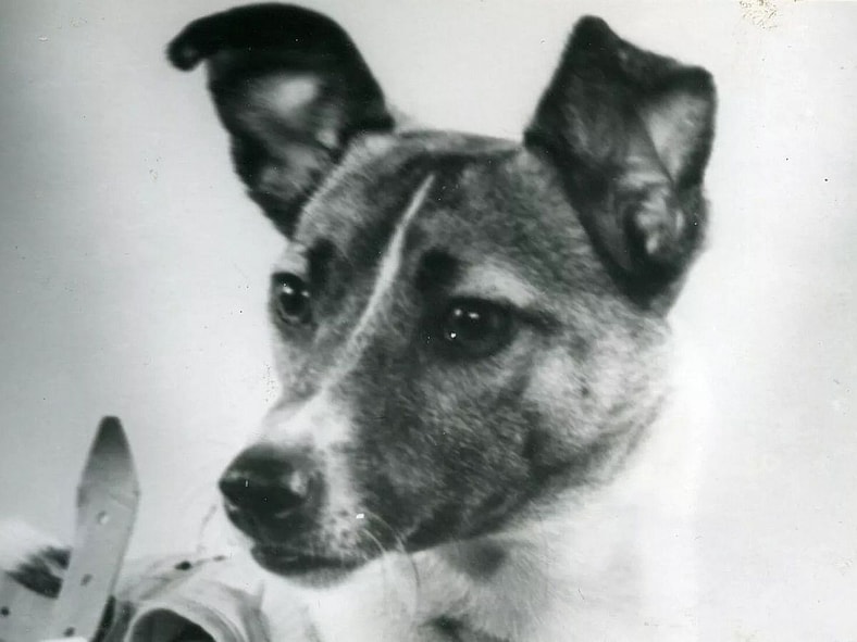 animals that changed history