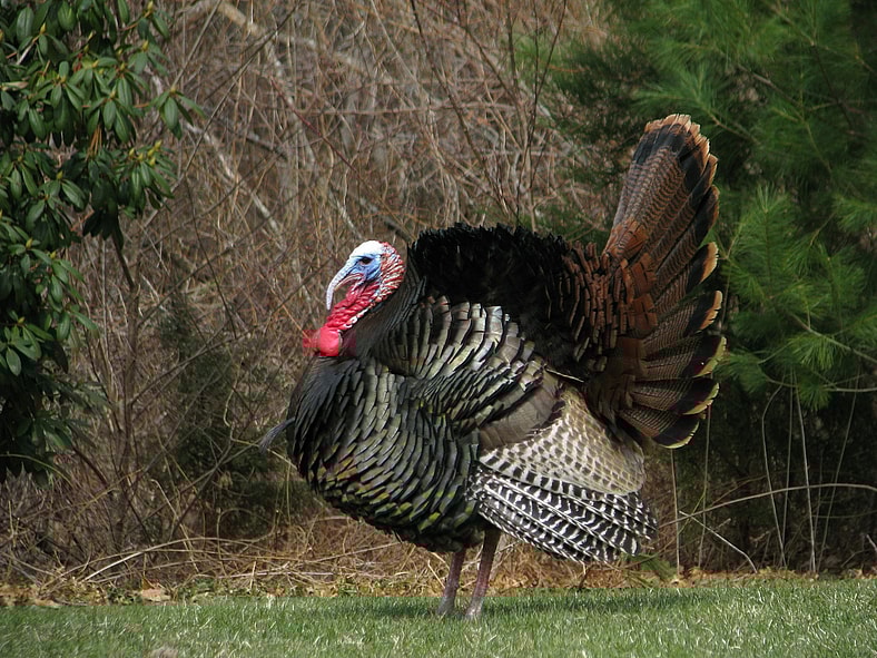 turkey
