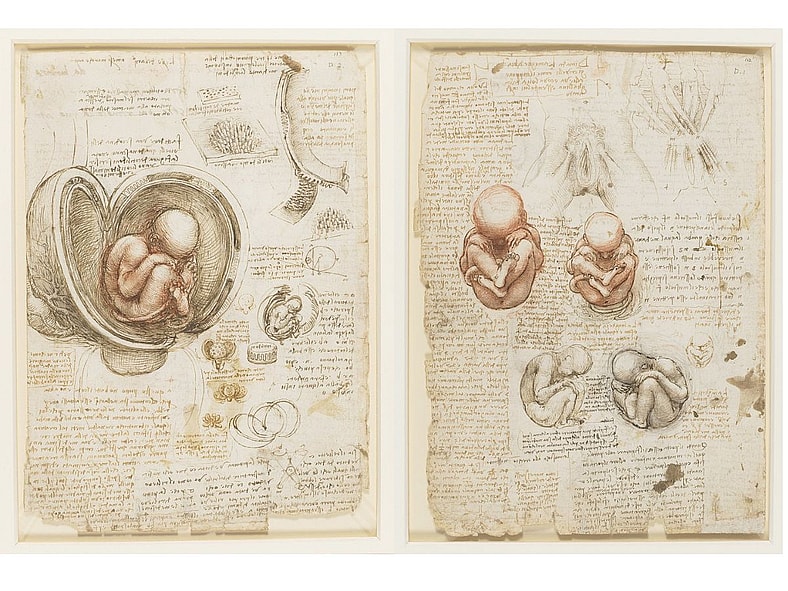Studies of the foetus in the womb Leonardo da Vinci Wiki Commons