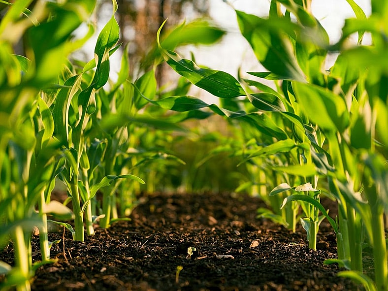 Farming Agriculture Daylight Saving Unsplash