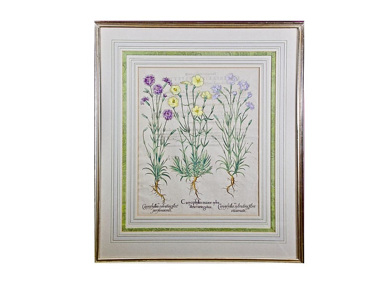 Basilius Besler Cottage Flowers 1st Dibs