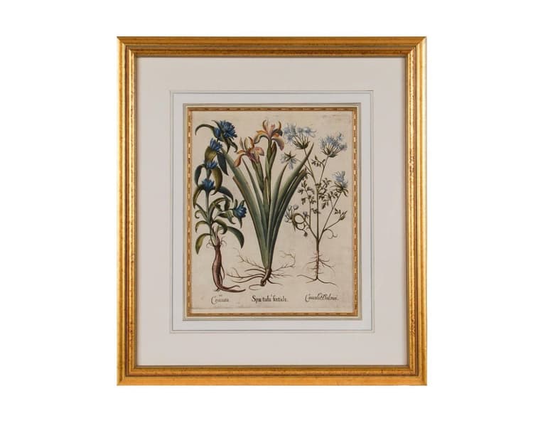 Basilius Besler Iris 1st Dibs