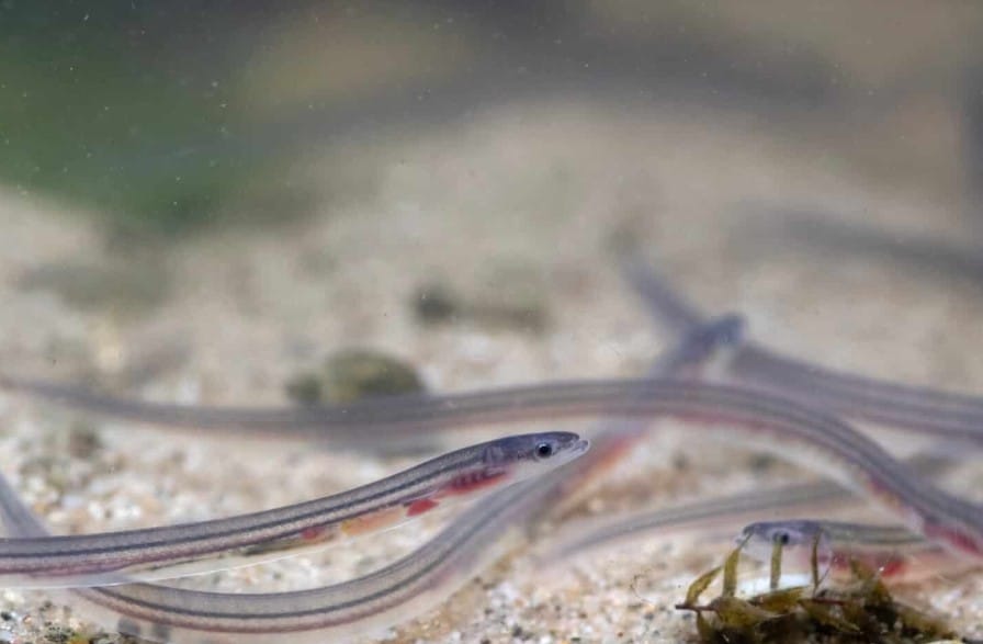 Glass Eel, Google Commons