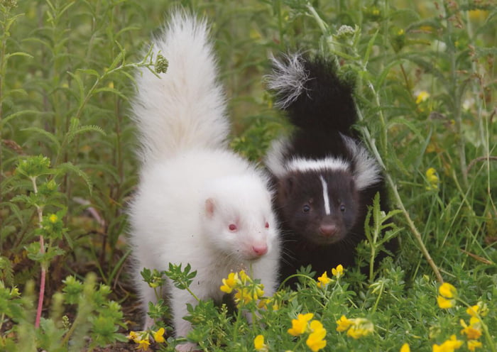Rarest Albino Animals From Around The World
