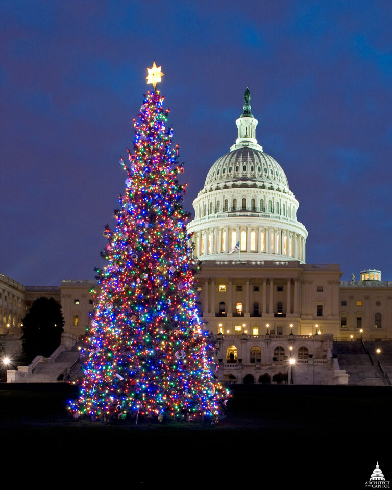 Washington DC Capitol Christmas Tree