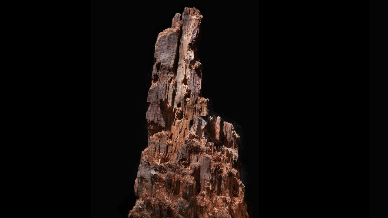 The Spotsylvania Stump. National Museum of American History