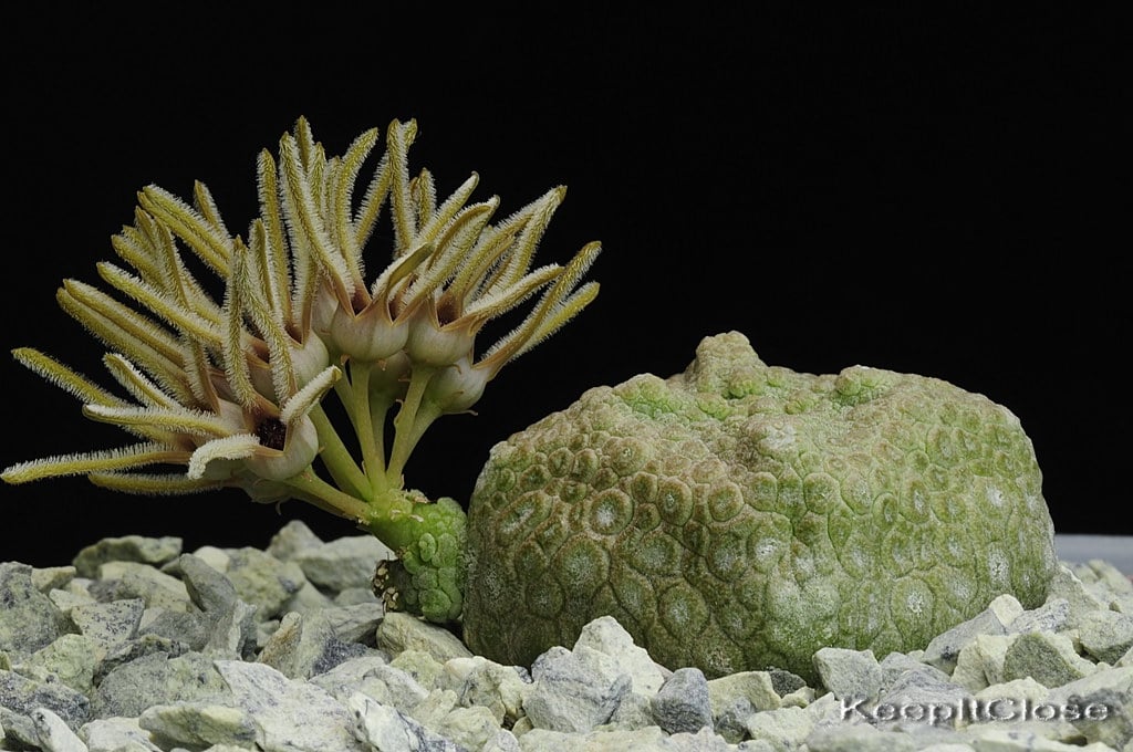 rare houseplants- pseudolithos cubiformis