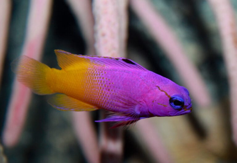 A Yellowstriped Fairy Basslet, one of the rare purple animals from around the world. 