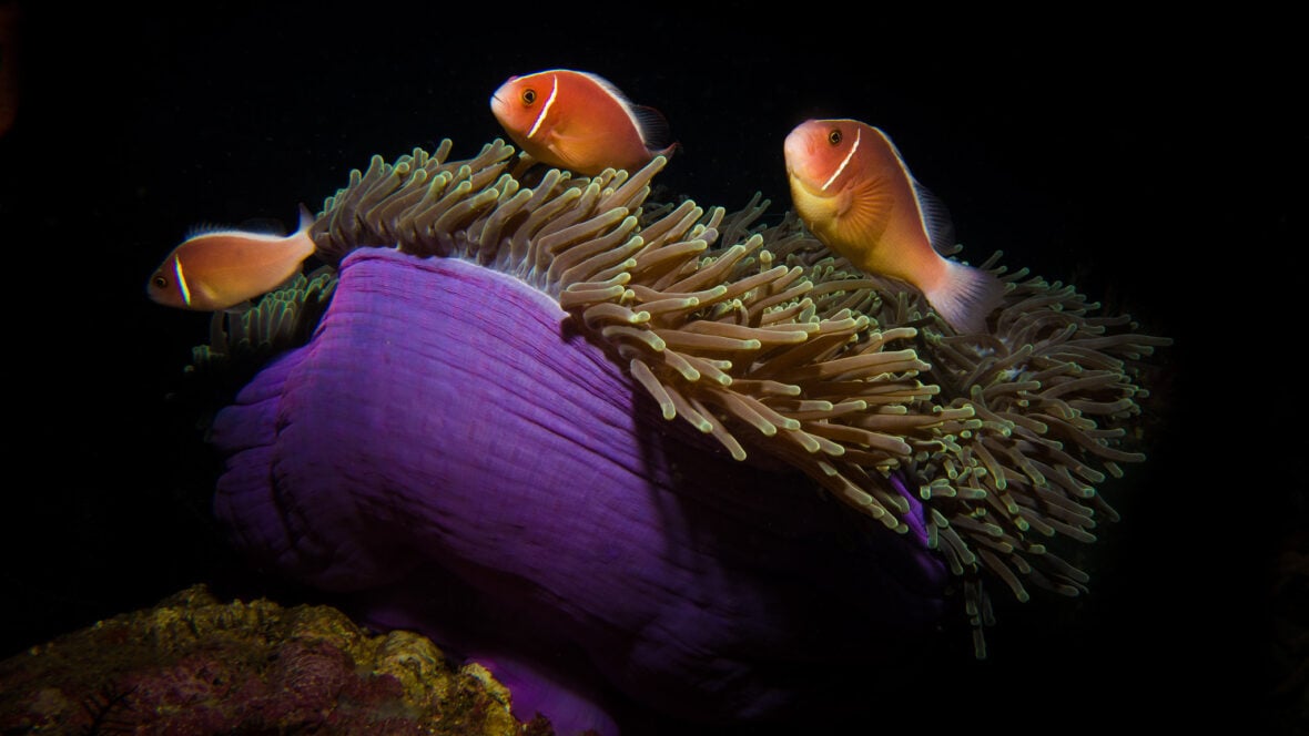 The Magnificent Sea Anemone, one of the rare purple animals from around the world. 