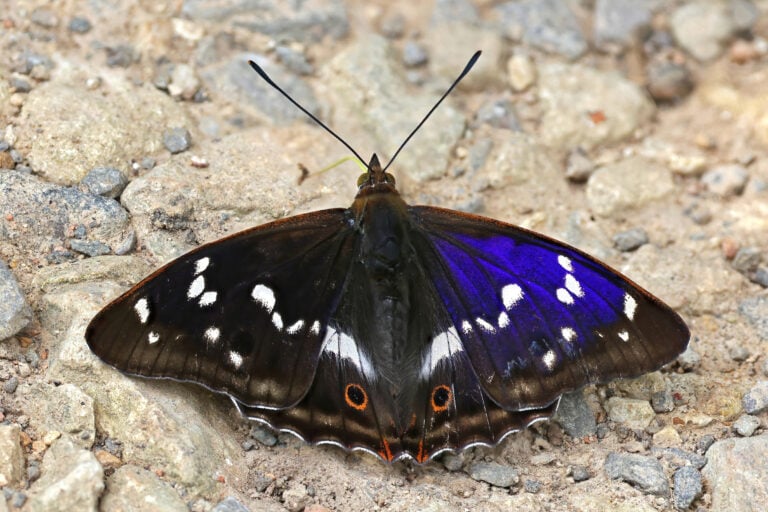 A male Purple Emperor, one of the rare purple animals from around the world. 